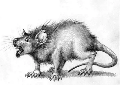 Злая крыса рисунок - 72 фото