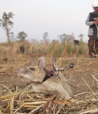 Восточноафриканская кротовая крыса - картинки и фото poknok.art