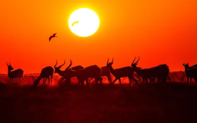 Африканский закат #африка #закат #солнце #олени #косули#африка #закат  #солнце #олени #косули Photographer: Алексей… | Африканский закат, Закаты,  Фотографии животных