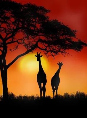 Фотообои Закаты \"Африка и её красивый закат\" - арт 014000021 | Купить в  интернет-магазине Фото в дом