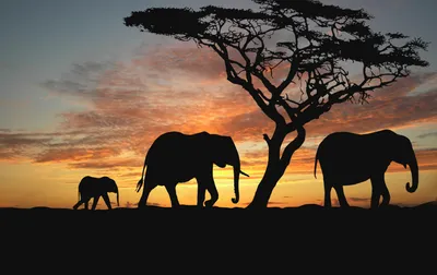 пейзаж Африки с животными силуэтами и закатом Стоковое Изображение -  изображение насчитывающей больш, жираф: 239850625