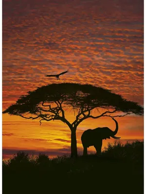 Скачать обои животные, небо, солнце, деревья, вечер, жирафы, африка, закат  солнца, раздел животные в разрешении 2560x1777