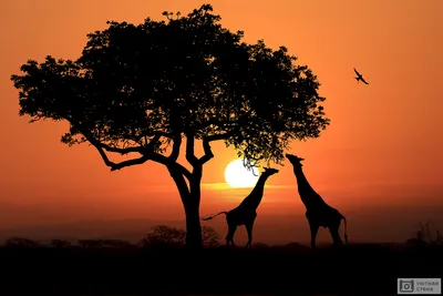 Фотообои \"Потрясающий закат в Африке\" - Арт. 080742 | Купить в  интернет-магазине Уютная стена