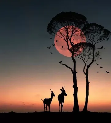 Закат солнца в Африке. | Пикабу
