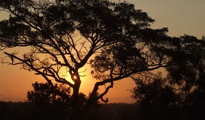 Африка,красиво,4k, закат, природа,…» — создано в Шедевруме