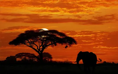 закат Африки с сердцем в облаках Стоковое Фото - изображение насчитывающей  золотисто, померанцово: 235967474
