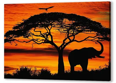 Постер (плакат) Африка. Закат, арт.: 3702