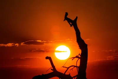 Закат Африка Вечер - Бесплатное фото на Pixabay - Pixabay