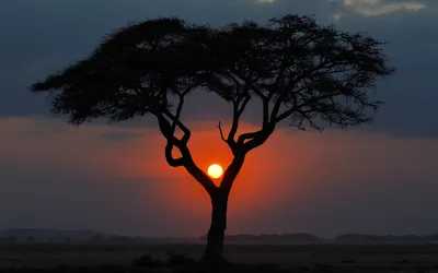 Закат Африка Степь Канун Вечерняя - Бесплатное фото на Pixabay - Pixabay