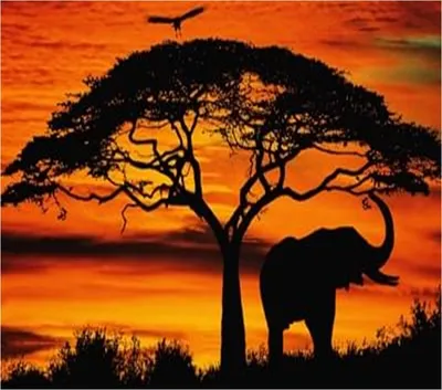 Купить Печать на холсте Африка Закат Слоны | Joom