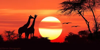 Картина PosterMarket Африканский закат — купить в интернет-магазине по  низкой цене на Яндекс Маркете