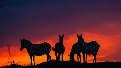 Слоны, закат, африка, солнце, арт Stock Photo | Adobe Stock