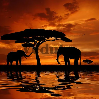 Африка стоковое фото ©ndphoto 26573675