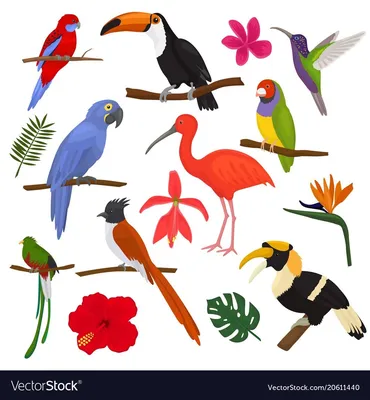 Самая маленькая птица Африки • Сергей Коленов • Научная картинка дня на  «Элементах» • Орнитология