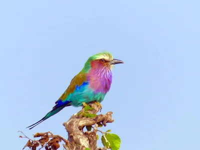 Южная Африка Птица Дикая Природа - Бесплатное фото на Pixabay - Pixabay