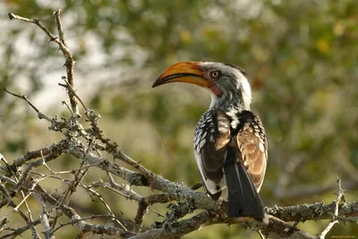 Африканская птица с большим клювом - 62 фото