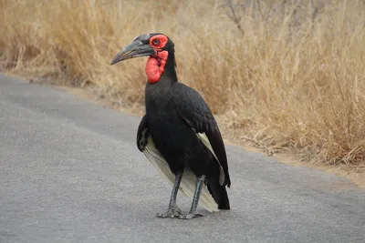 Птицы Южной Африки и Намибии. 3» — фотоальбом пользователя Nomad на  Туристер.Ру