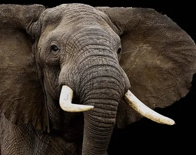 Чем отличается слон африканский от индийского? | ANIMAL LIBRARY
