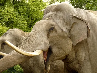 Слоновые — Википедия