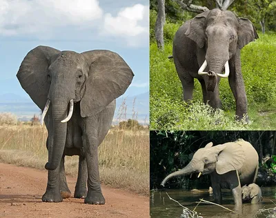 Сравнение Индийского и Африканского слона - Фрилансер Павел Бородин  PavelYar - Портфолио - Работа #1210582