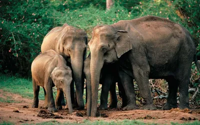 Африканские и азиатские слоны. В чём отличия? Наталья Носова - YouTube