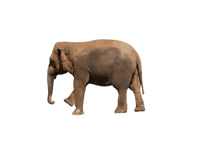 Взгляд со стороны африканского слона поднимая свои хобот и ногу Стоковое  Фото - изображение насчитывающей сво, позвоночный: 32478970
