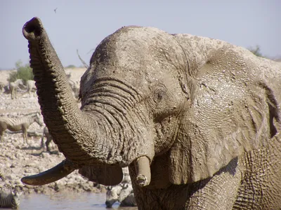 Индийский слон Африканский слон Животное Elephantidae Дикая природа,  детская фотография, млекопитающее, ребенок, другие png | Klipartz