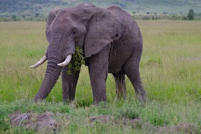 Изображение огромного толстокожего африканского слона | Премиум Фото