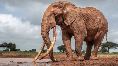 Африканский слон» картина Чарыева Какаджана маслом на холсте — купить на  ArtNow.ru
