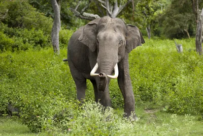 Африканский индийский слон, магнитный Противомоскитный экран для кухни,  защита от насекомых | AliExpress