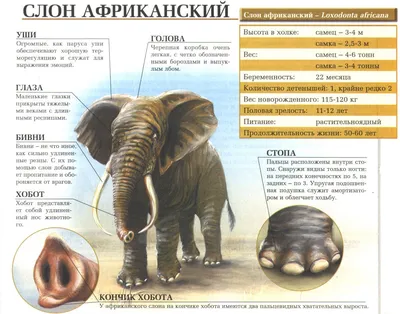 Изолированная карикатура на африканского или индийского слона. Векторное  изображение ©Sabelskaya 410368904