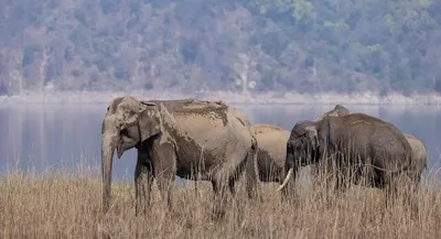 Слоны с огромными бивнями: почему их так мало, для чего они в природе и что  им угрожает - BBC News Русская служба