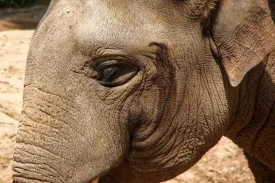 Купить Derri Animals Фигурка Индийский Слон 16 см. 81692 в Алматы от  компании \"Игрушки от Аюшки\" - 107995753