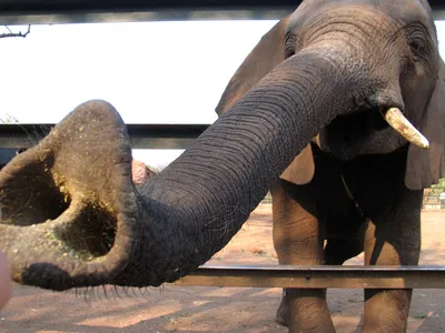 Слоны (лат. Elephantidae) - Африканские и индийские слоны