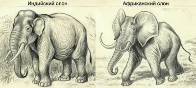 Африканский и индийский слон Стоковое Фото - изображение насчитывающей  мать, вышесказанного: 69068348