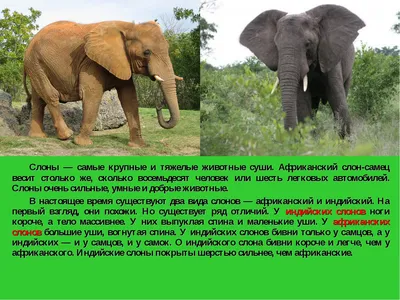 индийские слоны животных мать на открытом воздухе Фото Фон И картинка для  бесплатной загрузки - Pngtree