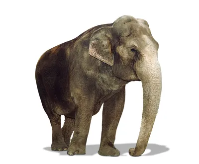 Индийский слон, Фигура животного, Живая природа, Африканский слон, Рабочее  животное png | Klipartz