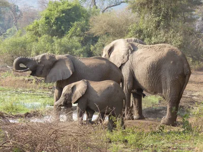 Индийский слон Африканский слон Elephantidae Ganesha Animal, fy,  млекопитающее, индия, живая природа png | PNGWing
