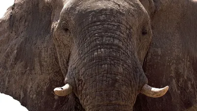 Стоящий африканский слон поднимая свой изолированный хобот, Стоковое Фото -  изображение насчитывающей одичало, никто: 32465834