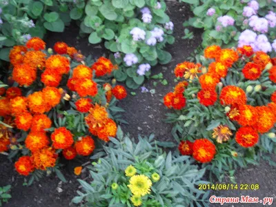 Агератум на клумбе (фото), посадка и уход, выращивание в открытом грунте,  цветы в ландшафтном дизайне сада