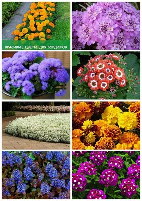 Купить семена: Агератум Голубой шар - цены,фото,отзывы | Green-Club.com.ua