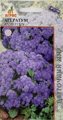 Семена Агератум Голубая норка: описание сорта, фото - купить с доставкой  или почтой России