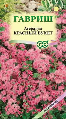 Шесть сортов агератума: около полутора миллионов цветов высадили в этом  году / Новости города / Сайт Москвы
