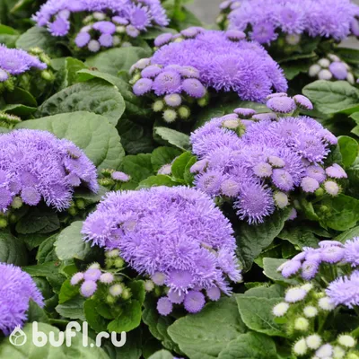 Агератум Хоустона Violet (фиолетовый) 390 руб. AGRO1453