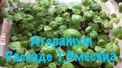 Агератум мексиканский \"Ageratum\" купить по цене цена по запросу от  питомника саженцев и растений Центросад | Фото и консультация по уходу