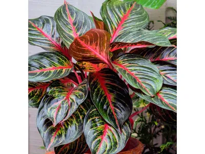 Аглаонема - Aglaonema. Уход за аглаонемой. Описание, фото