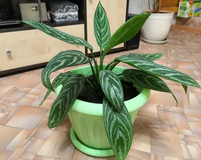 Аглаонема - Aglaonema. Уход за аглаонемой. Описание, фото