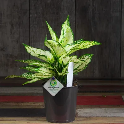 Аглаонема - Aglaonema. Уход за аглаонемой. Описание, фото