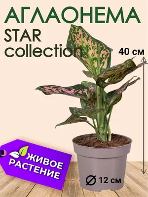 Поставщики Aglaonema Ruyi - Aglaonema Ruyi Оптовая продажа - PLANT FUN