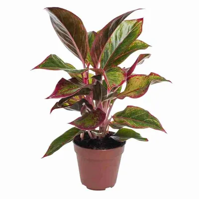 Aglaonema ariana - разновидность аглаонемы с красными и зелеными листьями,  которую легко выращивать, поскольку она дает большое количество побегов. |  Премиум Фото